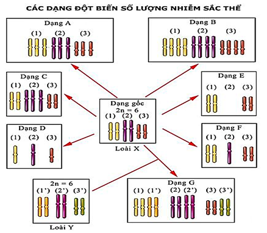 Cho hình bên và các phát biểu sau đây (ảnh 1)