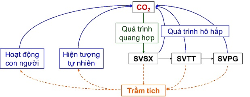 Vẽ sơ đồ khái quát của chu trình nước, carbon và nitrogen. (ảnh 2)