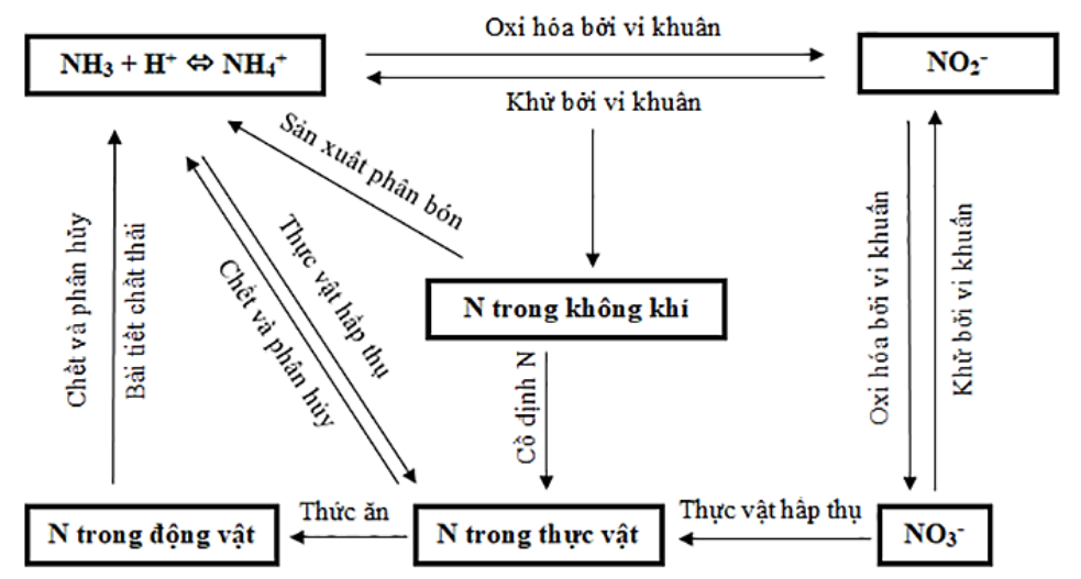 Vẽ sơ đồ khái quát của chu trình nước, carbon và nitrogen. (ảnh 3)