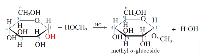 Viết phương trình hoá học của phản ứng giữa glucose với methanol khi có hydrogen chloride làm xúc tác. Giải thích vì sao phản ứng này không xảy ra với glucose ở dạng mạch hở. (ảnh 1)