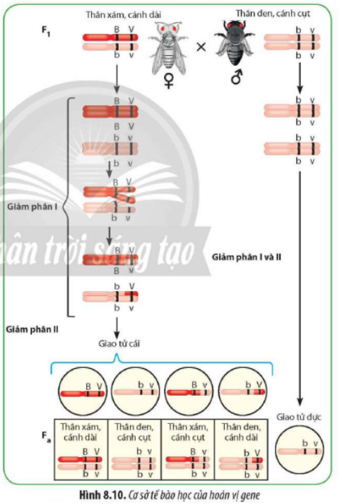 Quan sát Hình 8.10, hãy phân tích cơ sở tế bào học của hoán vị gene. (ảnh 1)