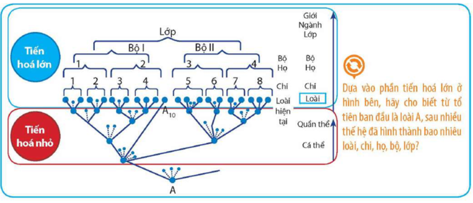 Dựa vào phần tiến hoá lớn ở hình bên, hãy cho biết từ tổ tiên ban đầu là loài A, sau  (ảnh 1)