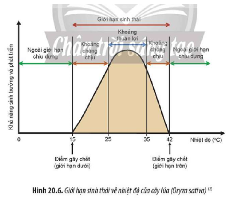 Quan sát Hình 20.6, hãy trình bày tác động của quy luật giới hạn sinh thái lên đời sống của cây lúa. (ảnh 1)