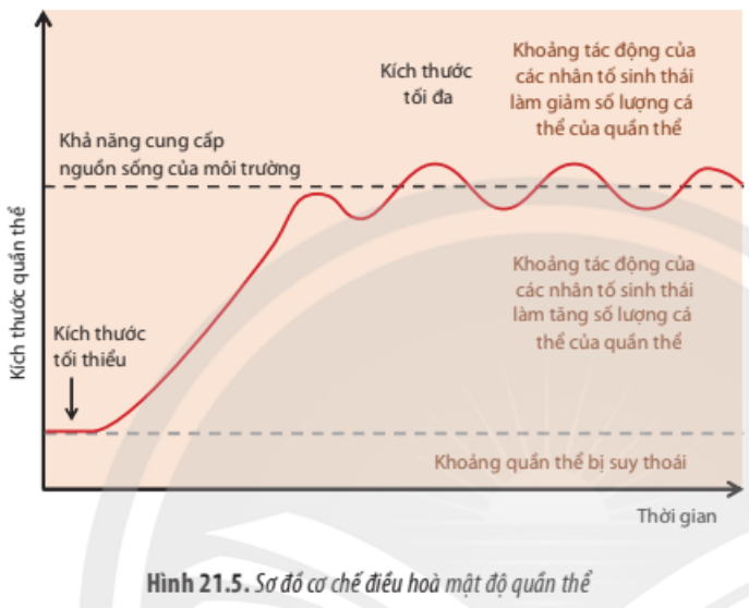 Quan sát Hình 21.5, hãy lấy ví dụ chứng minh sự ổn định của quần thể thông qua sự ổn định về kích thước quần thể. (ảnh 1)