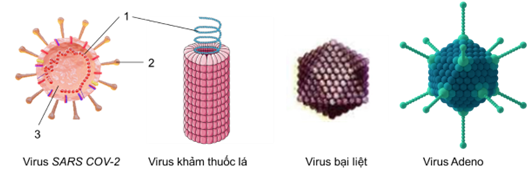 Hình bên dưới là ảnh hiển vi của một số loài virus gây bệnh trên người và các loài sinh vật khác. a) Em có nhận xét gì về hình thái virus?	 b) Virus là dạng sống đơn giản, cơ thể được cấu tạo bởi protein và lõi RNA hoặc DNA. Quan sát hình và ghi chú thích các thành phần được kí hiệu 1, 2, 3. c) Quan sát cấu tạo virus SARS COV – 2, virus khảm thuốc lá, em hãy xác định những cơ thể này là sinh vật nhân sơ hay nhân thực? Giải thích. d) Vì sao virus được coi là trung gian giữa vật sống và vật không sống? (ảnh 1)