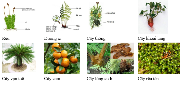 Quan sát hình vẽ, em hãy sắp xếp các cây vào bảng dựa vào sơ đồ trên:  Hãy cho biết ếch có bị chết ngạt không nếu cho nó vào lọ đầy nước, đầu chúc xuống dưới. Từ kết quả thí nghiệm, em rút ra kết luận gì về hô hấp của ếch?  (ảnh 2)