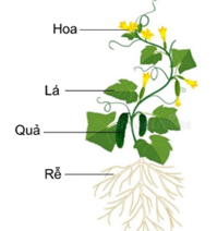 Quan sát hình ảnh các cơ quan của cây dưa chuột dưới đây    Có mấy cơ quan thuộc hệ chồi A. 1.	B. 2.	C. 3.	D. 4. (ảnh 1)