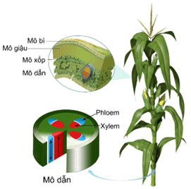 Dựa vào hình trả lời các câu hỏi sau đây:   Chức năng của mô mạch gỗ (thành phần chính là xylem): A.	Bao bọc và bảo vệ rễ, thân và lá. B.	Dẫn các chất hữu cơ được tổng hợp từ lá đến các phần khác trong cây. C.	Dẫn nước và muối khoáng từ rễ lên lá. D.	Thực hiện quá trình trao đổi chất. (ảnh 1)