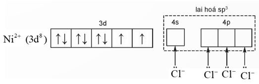 Biết phức chất \({[NiC{l_4}]^{2 - }}\)có dạng hình học tứ diện. a) Xác định nguyên tử trung tâm và số phối trí của nguyên tử trung tâm.  (ảnh 1)