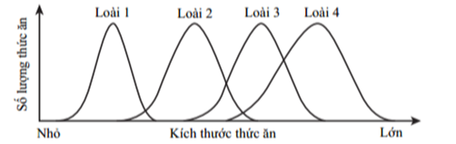 Nghiên cứu ổ sinh thái về số lượng và kích thước thức ăn trong môi trường của 4 loài sinh vật, ta có các đồ thị trong hình bên. (ảnh 1)