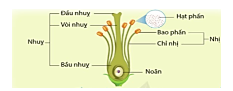 Chú thích vào hình các bộ phận của nhụy và nhị hoa trong hình sau. (ảnh 2)