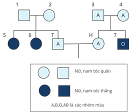 Ở người, xét 2 gen trên 2 cặp NST thường; gen quy định nhóm máu có 3 alen là  ,  ,  ; kiểu gen   và   quy định nhóm máu A; kiểu gen   và    (ảnh 1)