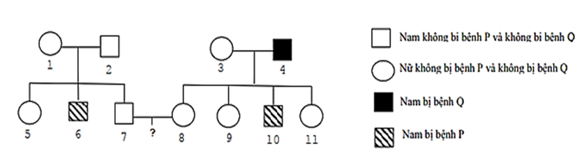 Phả hệ của một gia đình được thể  hiện như hình (ảnh 1)