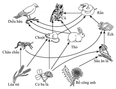 Sơ đồ bên dưới mô tả một lưới thức ăn trong hệ sinh thái trên cạn (ảnh 1)