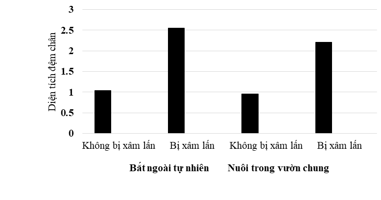 Stuart và các cộng sự (2014) đã nghiên cứu sự xâm lấn bởi thằn lằn nâu Cuba  (ảnh 1)