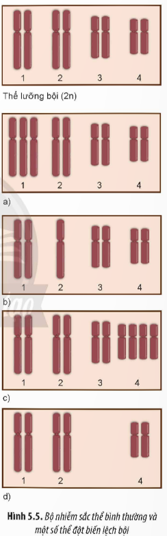 Quan sát Hình 5.5, hãy xác định các dạng thể đột biến lệch bội và cho biết số lượng nhiễm sắc  (ảnh 1)