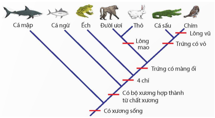 Hãy phân tích mối quan hệ tiến hoá giữa các loài trong cây phát sinh chủng loại ở hình bên (ảnh 1)