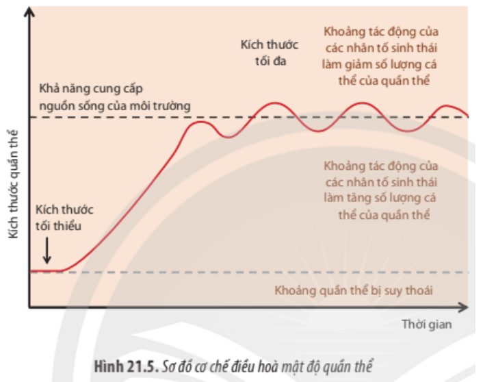 Quan sát Hình 21.5, hãy giải thích cơ chế điều hoà mật độ cá thể của quần thể. (ảnh 1)