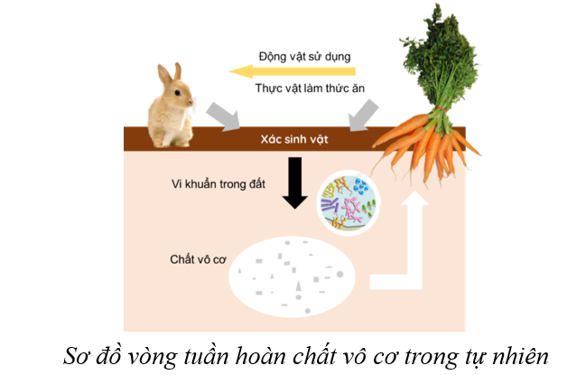 Hình mô tả vòng tuần hoàn đơn giản của chất vô cơ trong tự nhiên. Chiều mũi tên chỉ đường đi của chất hữu cơ. (ảnh 1)