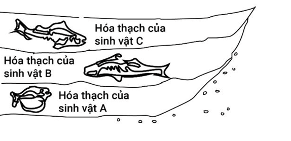 Hình vẽ dưới đây mô tả hóa thạch của các sinh vật trong các các tầng đá khác nhau thuộc cùng một khu vực (ảnh 1)