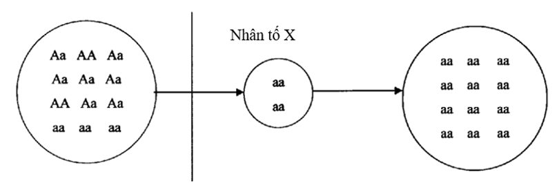 Một nhân tố tiến hóa × tác động vào quần thể theo thời gian được mô tả qua hình vẽ dưới dây (ảnh 1)