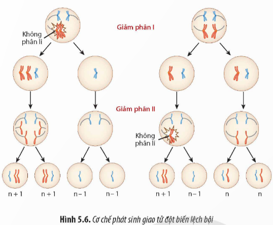 Quan sát Hình 5.6, hãy: a) Mô tả cơ chế phát sinh đột biến lệch bội trong giảm phân và xác định (ảnh 1)