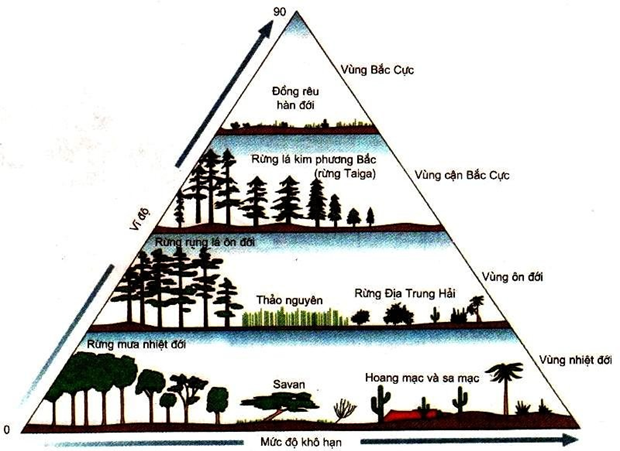 Hình dưới đây mô tả các khu sinh học (biôm) trên cạn (ảnh 1)