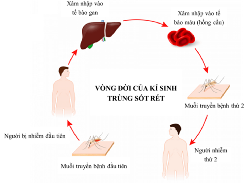 b) Nêu những lưu ý khi sử dụng kháng sinh mà em biết? c) Thảo luận về quá trình xâm nhập và gây bệnh của sốt rét ở người trong hình bên dưới. Từ đó đề xuất các giảm pháp nhằm phòng, chống sốt rét ở người. (ảnh 2)