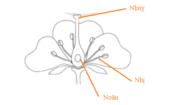 Ghi chú tên các bộ phận của hoa trong hình sau:   (ảnh 2)