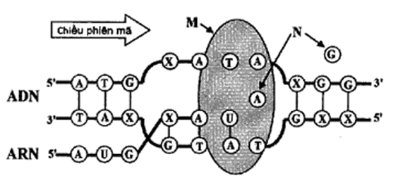 Quá trình phiên mã là một giai đoạn quan trọng trong sự biểu hiện gen (ảnh 1)