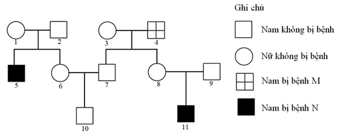 Phả hệ ở hình dưới mô tả sự di truyền của bệnh M và bệnh N ở người (ảnh 1)