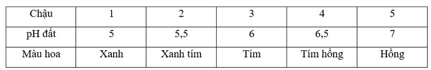 Một nhóm học sinh đem trồng một giống hoa cẩm tú cầu vào các chậu đất khác nhau (ảnh 1)