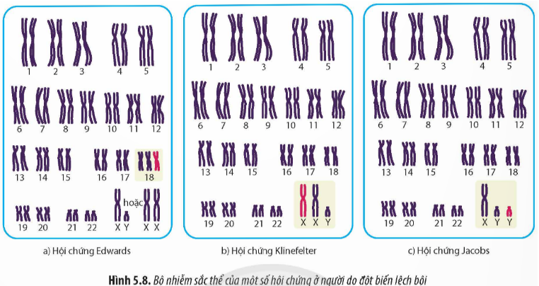 Quan sát Hình 5.8, hãy: a) Xác định sự bất thường về số lượng nhiễm sắc thể của một số hội (ảnh 1)