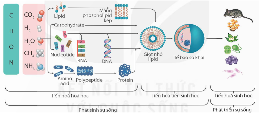 a) Có ý kiến cho rằng thuốc kháng sinh trị bệnh nhiễm khuẩn là nhân tố làm xuất hiện (ảnh 2)