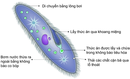 Quan sát hình bên dưới mô phỏng chi tiết cấu tạo cơ thể trùng giày. a) Bạn Linh nhận xét, cơ thể trùng giày chỉ được cấu tạo bởi một tế bào. Nhận xét của bạn Linh đúng hay sai? Giải thích. b) Em hãy đưa ra ý kiến của mình để giải thích vì sao loài sinh vật này được đặt tên là trùng giày. c) Tại sao một phần bộ phận tiêu hóa trùng giày lại có tên là không bào tiêu hóa? (ảnh 1)