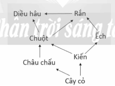 Từ các chuỗi thức ăn trong câu luyện tập (trang 163), hãy: a) Viết lưới thức ăn. b) Chỉ ra những loài là mắt xích chung. c) Xếp những sinh vật thuộc cùng một bậc dinh dưỡng vào một nhóm. (ảnh 1)