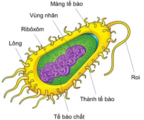 a) Quan sát cấu tạo vi khuẩn và cho biết từng thành phần và vai trò của chúng. b) Điền từ còn thiếu vào chỗ trống: “Bệnh sốt xuất huyết do một loại ….(A)…. gây ra. Bệnh có thể xuất hiện ở cả …..(B)….. và trẻ em. Vật trung gian truyền bệnh là …..(C)….. Để phòng bệnh cần loại bỏ nơi sống của muỗi và ấu trùng là ………(D)…. c) Có ý kiến: “Môi trường trồng nấm rơm tốt nhất là gần địa điểm có chăn nuôi gia súc”. Theo em ý kiến trên đúng hay sai? Giải thích. (ảnh 1)