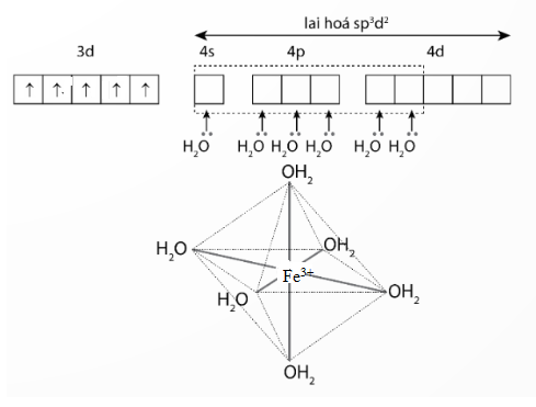 Mô tả sự hình thành liên kết, biểu diễn dạng hình học của các ion phức chất sau: a) Phức chất bát diện [Fe(H2O)6]3+; b) Phức chất tứ diện [CoBr4]2-. (ảnh 1)