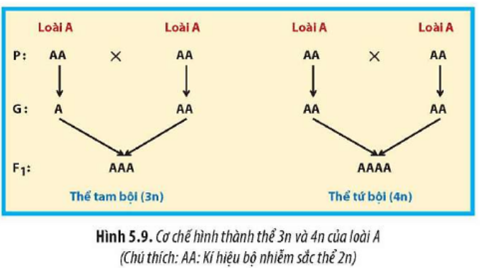 Quan sát Hình 5.9, hãy mô tả cơ chế hình thành thể tam bội và thể tứ bội. Bộ nhiễm sắc  (ảnh 1)