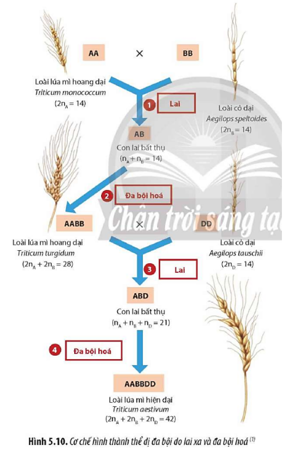 Quan sát Hình 5.10, hãy mô tả cơ chế hình thành thể dị đa bội. Từ đó, hãy cho biết ưu điểm của thể dị đa bội. (ảnh 1)