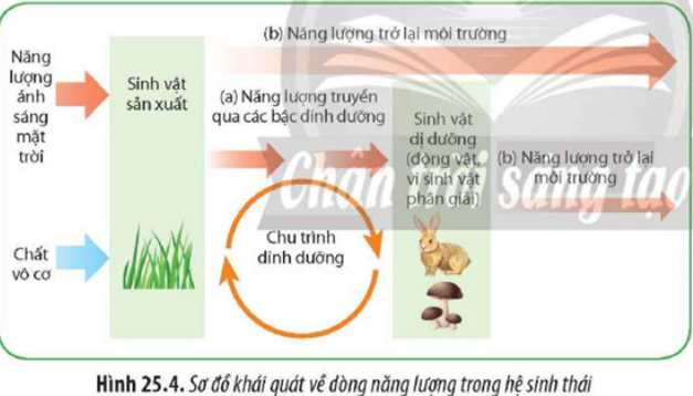 Quan sát Hình 25.4 và thực hiện: a) Mô tả sự vận động của dòng năng lượng trong hệ sinh thái.  b) Nêu đặc điểm của dòng năng lượng trong hệ sinh thái. (ảnh 1)