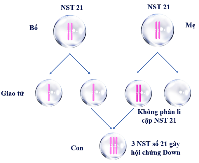 Hãy trình bày cơ chế phát sinh một hội chứng di truyền do đột biến lệch bội ở người. (ảnh 1)