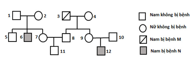 Phả hệ ở hình dưới đây mô tả sự di truyền của 2 loại bệnh di truyền M và N  (ảnh 1)