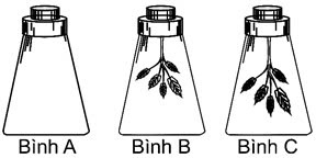 Một học sinh đã thực hiện một thí nghiệm như sau: chuẩn bị 3 bình thủy tinh có nút kín A, B và C. (ảnh 1)