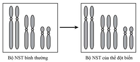 Hình vẽ dưới đây mô tả bộ NST của thể bình thường và thể đột biến ở một loài sinh vật. (ảnh 1)
