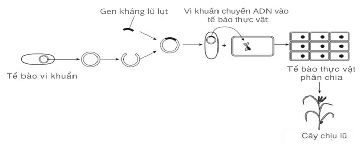 Các nhà nghiên cứu đã tạo ra những cây lúa có thể chịu được ngập hoàn toàn (ảnh 1)