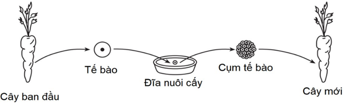 Sơ đồ dưới đây mô tả một kỹ thuật trong công nghệ tế bào thực vật được sử dụng để sản xuất giống cà rốt (ảnh 1)