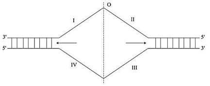 Hình bên mô tả sơ đồ một đơn vị nhân đôi ADN. Mũi tên chỉ chiều di chuyển của enzym (ảnh 1)