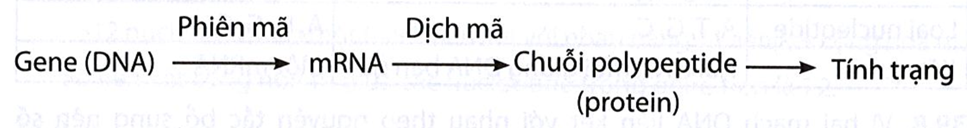 Thể hiện mối quan hệ giữa gene (DNA) và tính trạng thông qua sơ đồ.  (ảnh 1)