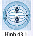 Hình 43.1 mô tả một tế bào đang phân chia. Tế bào đang ở kì nào của phân bào?  A. Kì đầu nguyên phân.  B. Kì giữa nguyên phân.  C. Kì giữa giảm phân I.  D. Kì giữa giảm phân II. (ảnh 1)